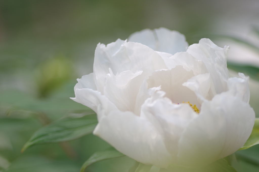 天上の花