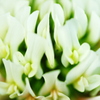 白い炎