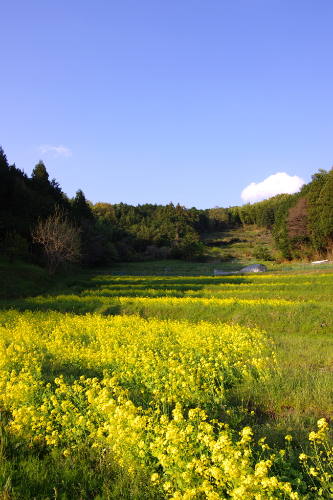 菜種畑 と 青い空