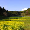 菜種畑 と 青い空