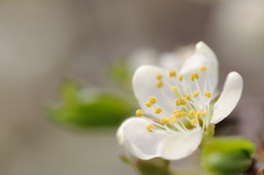 梅の花のよう