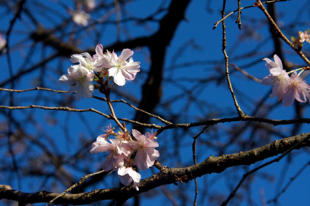 十月桜