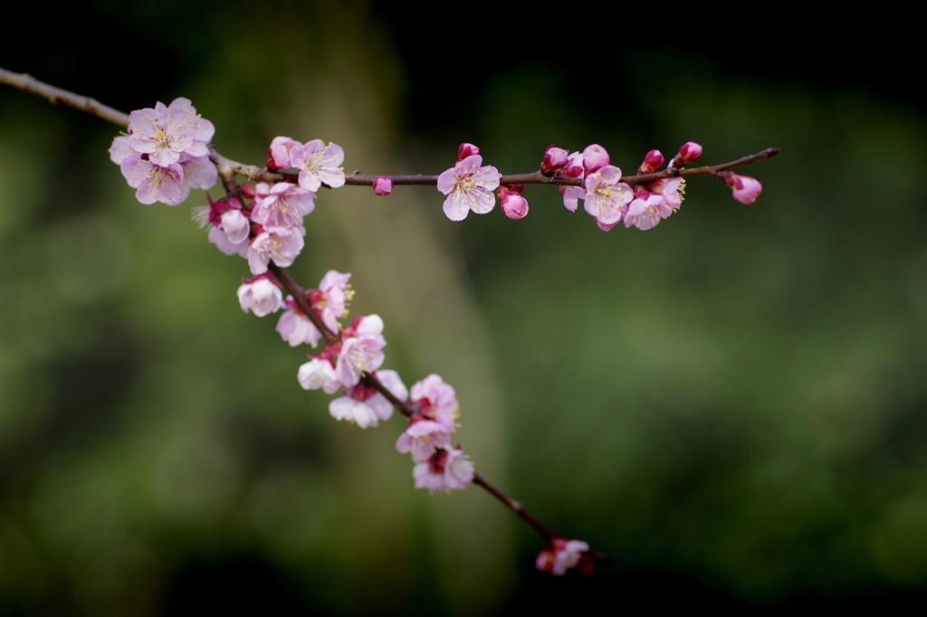 杏の花