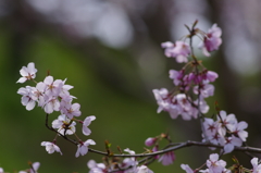 桜2011　①