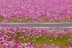 秋桜の道