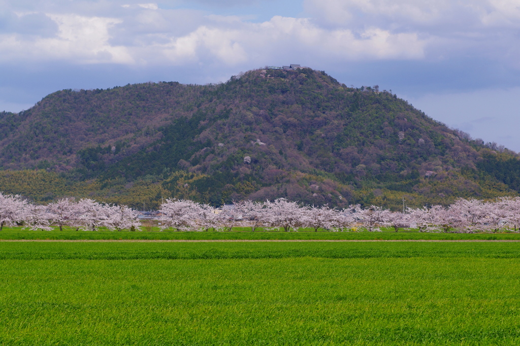 滋賀県八幡山