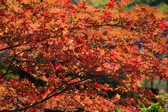 紅葉2009