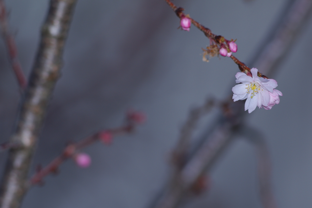 冬の夜桜