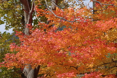 近江富士　花緑公園の秋