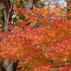 近江富士　花緑公園の秋