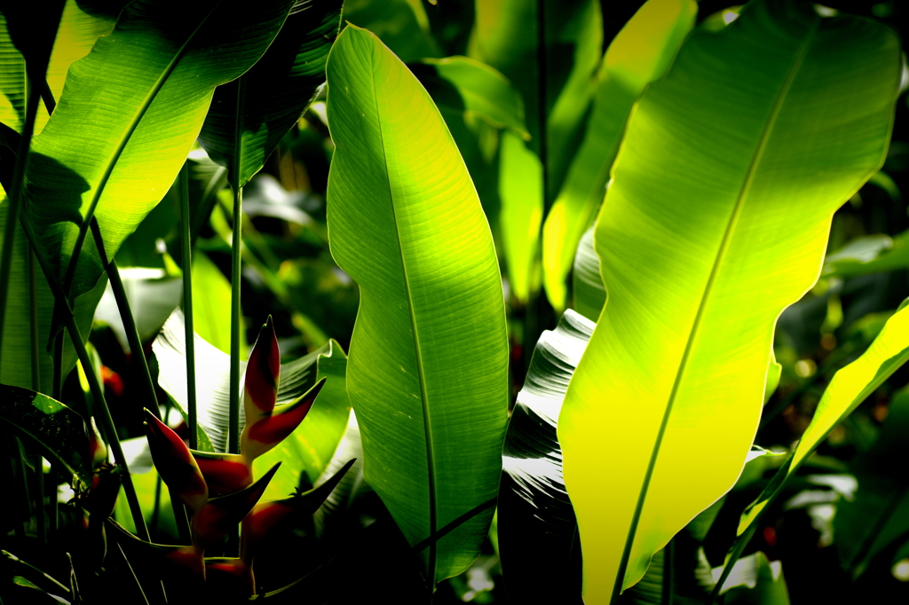TROPICAL GREEN