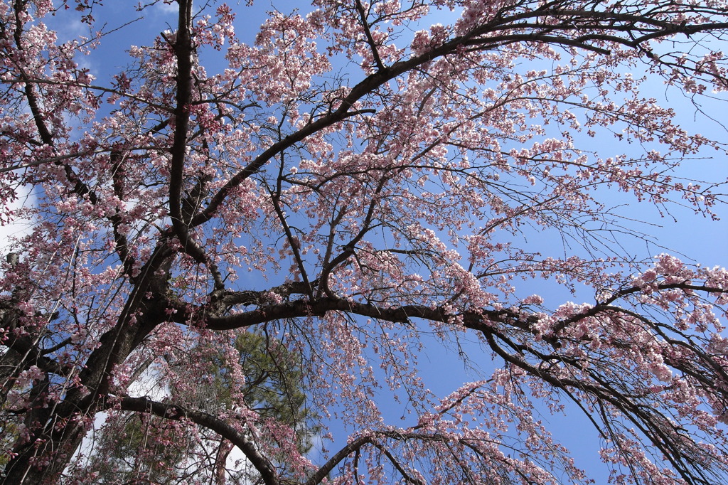 皇子山公園