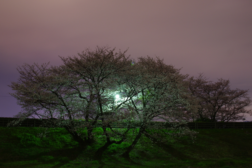 夜桜