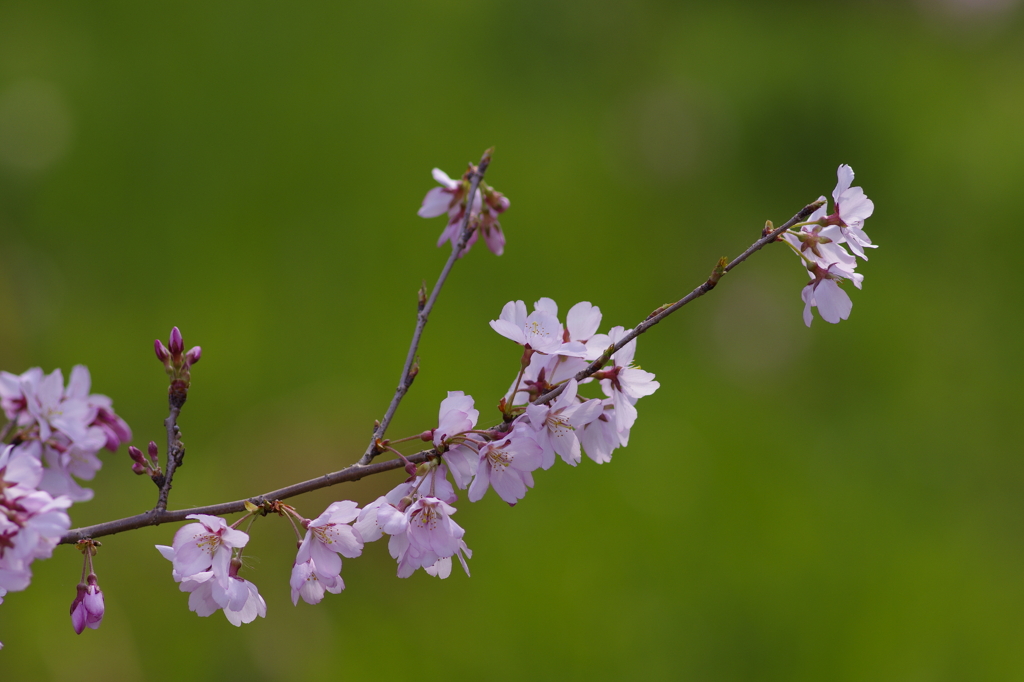 桜2011　②