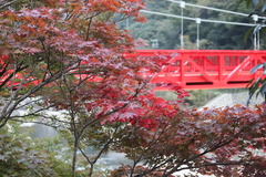 紅葉と紅い橋