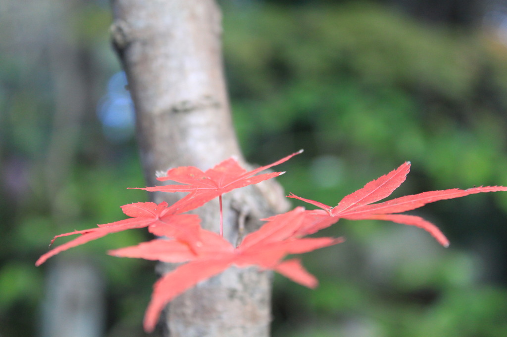 神峯山寺　紅葉