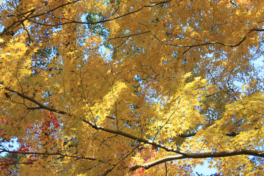 神峯山寺　紅葉