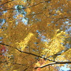 神峯山寺　紅葉