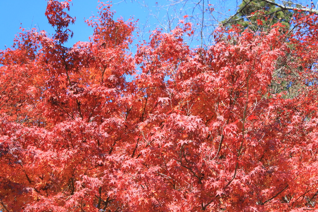神峯山寺　紅葉