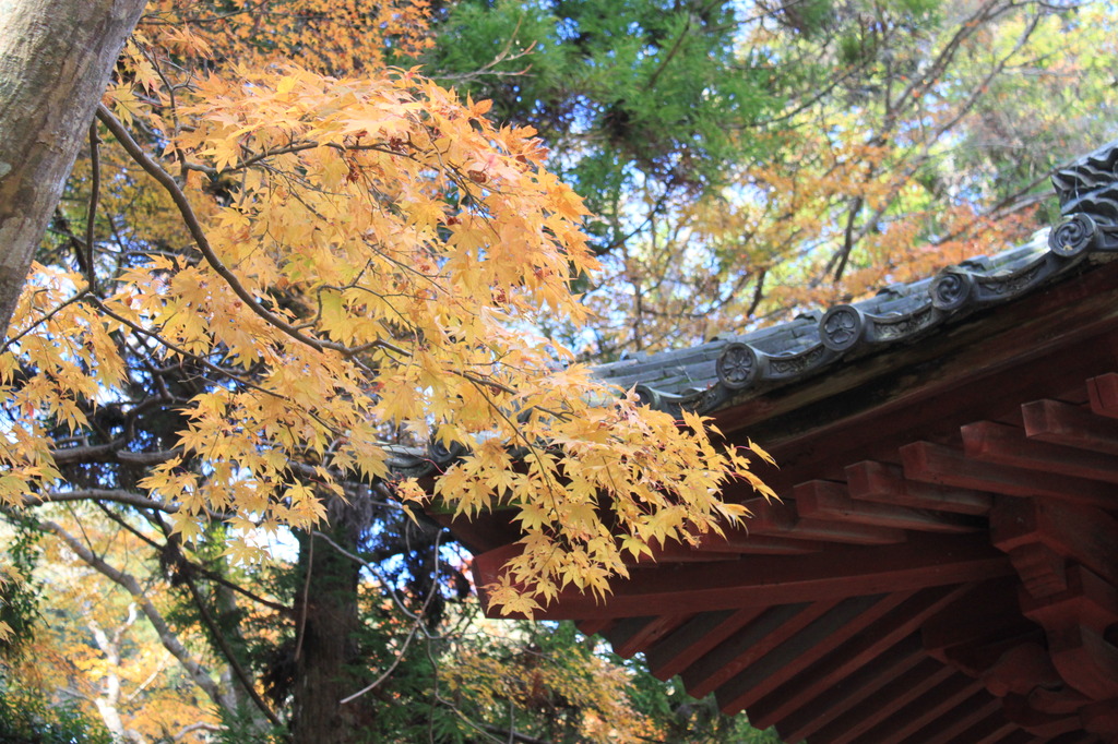 神峯山寺　紅葉