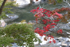 隣の紅葉は紅く見える