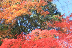 神峯山寺　紅葉