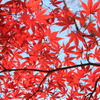 神峯山寺　紅葉