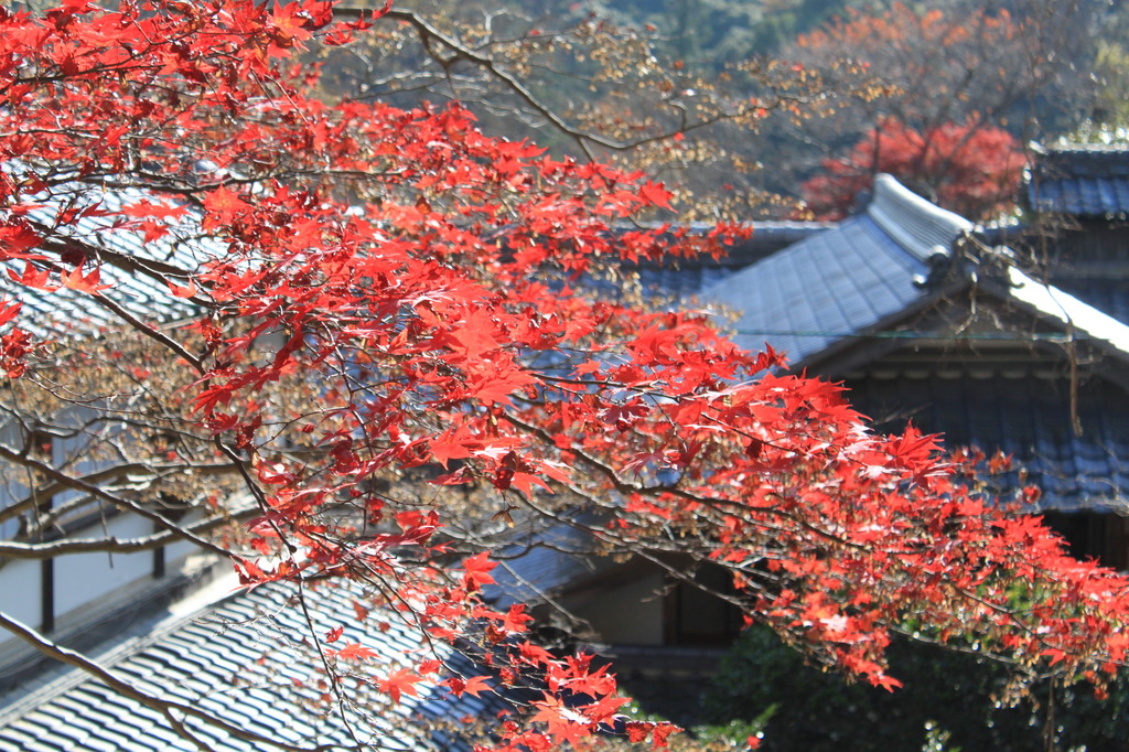 神峯山寺　紅葉