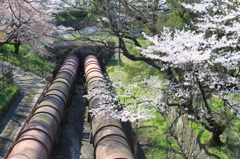 水路と桜