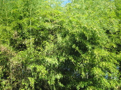IMG_0486