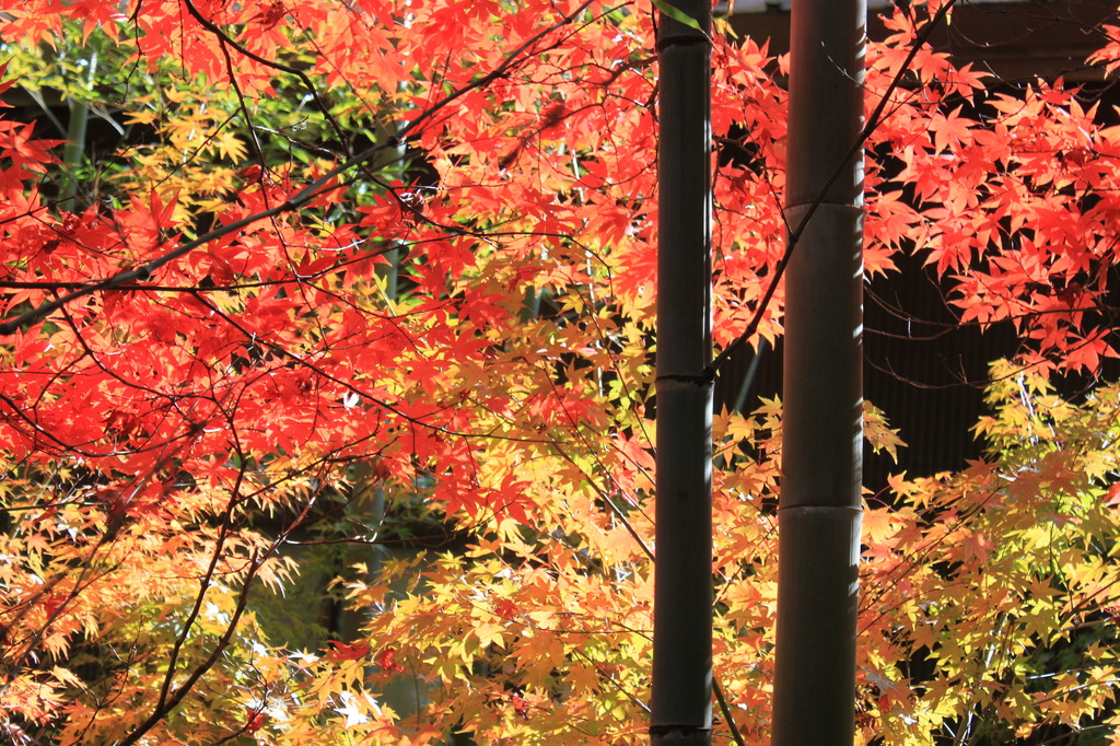 神峯山寺　紅葉