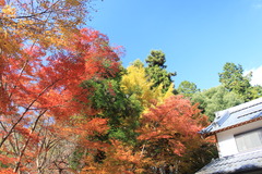 神峯山寺　紅葉