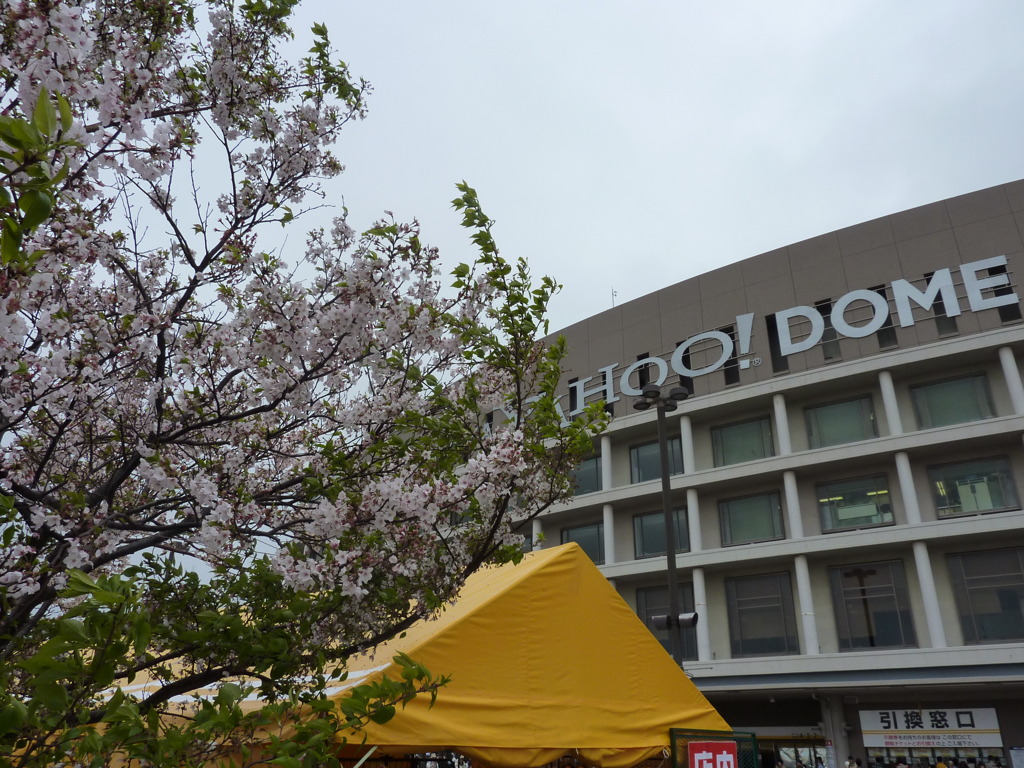 ヤフードームと、桜。