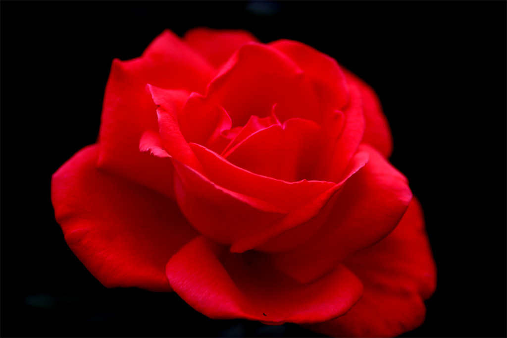 母が育てた赤い薔薇