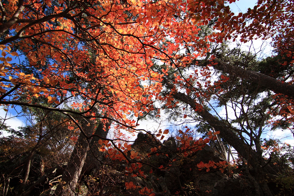 舟形山の紅葉