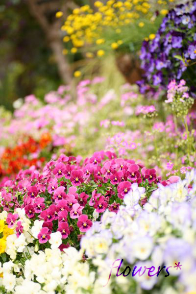 庭の花々