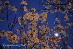 夜桜とお月見見物