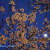 夜桜とお月見見物