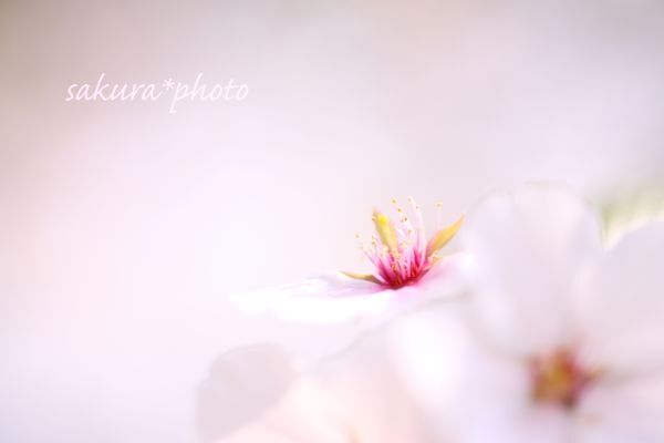桜ピンク