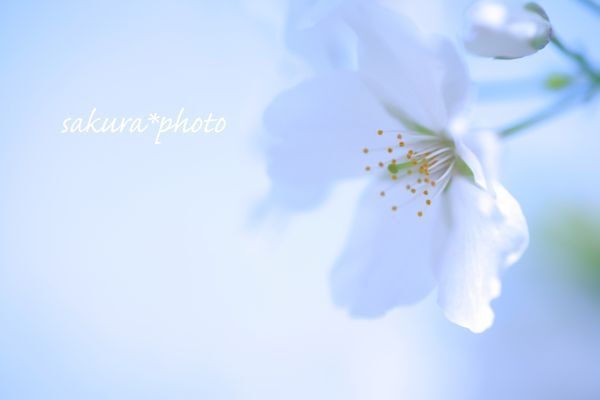 桜ブルー