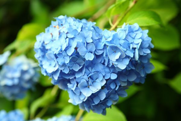 ハートの紫陽花