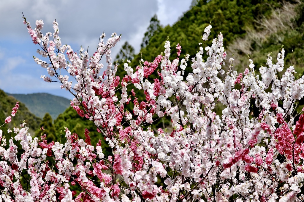 仁淀川町引地橋の花桃