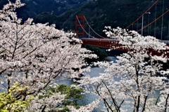 仁淀川町大渡大橋の桜