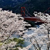 仁淀川町大渡大橋の桜