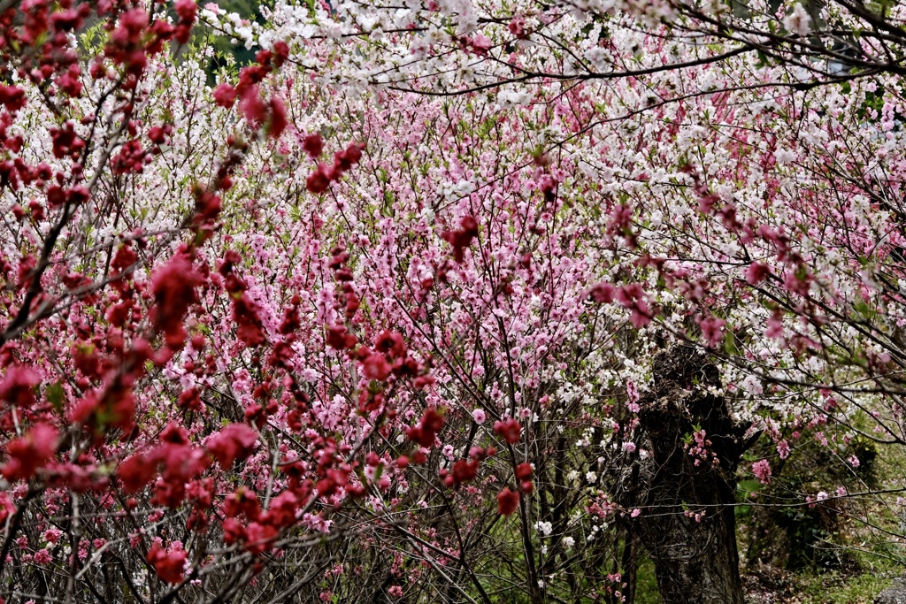 仁淀川町花の里公園