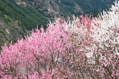 仁淀川町花の里公園