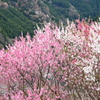 仁淀川町花の里公園