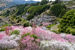 仁淀川町花の里公園