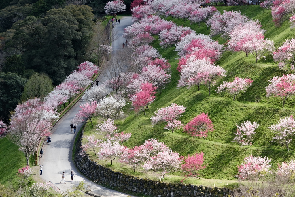 仁淀川町引地橋の花桃