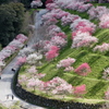 仁淀川町引地橋の花桃